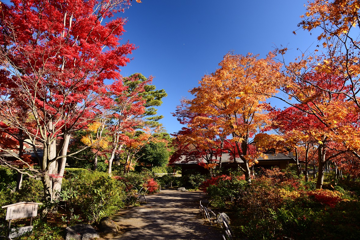 日本庭園モミジ（昭和記念公園）